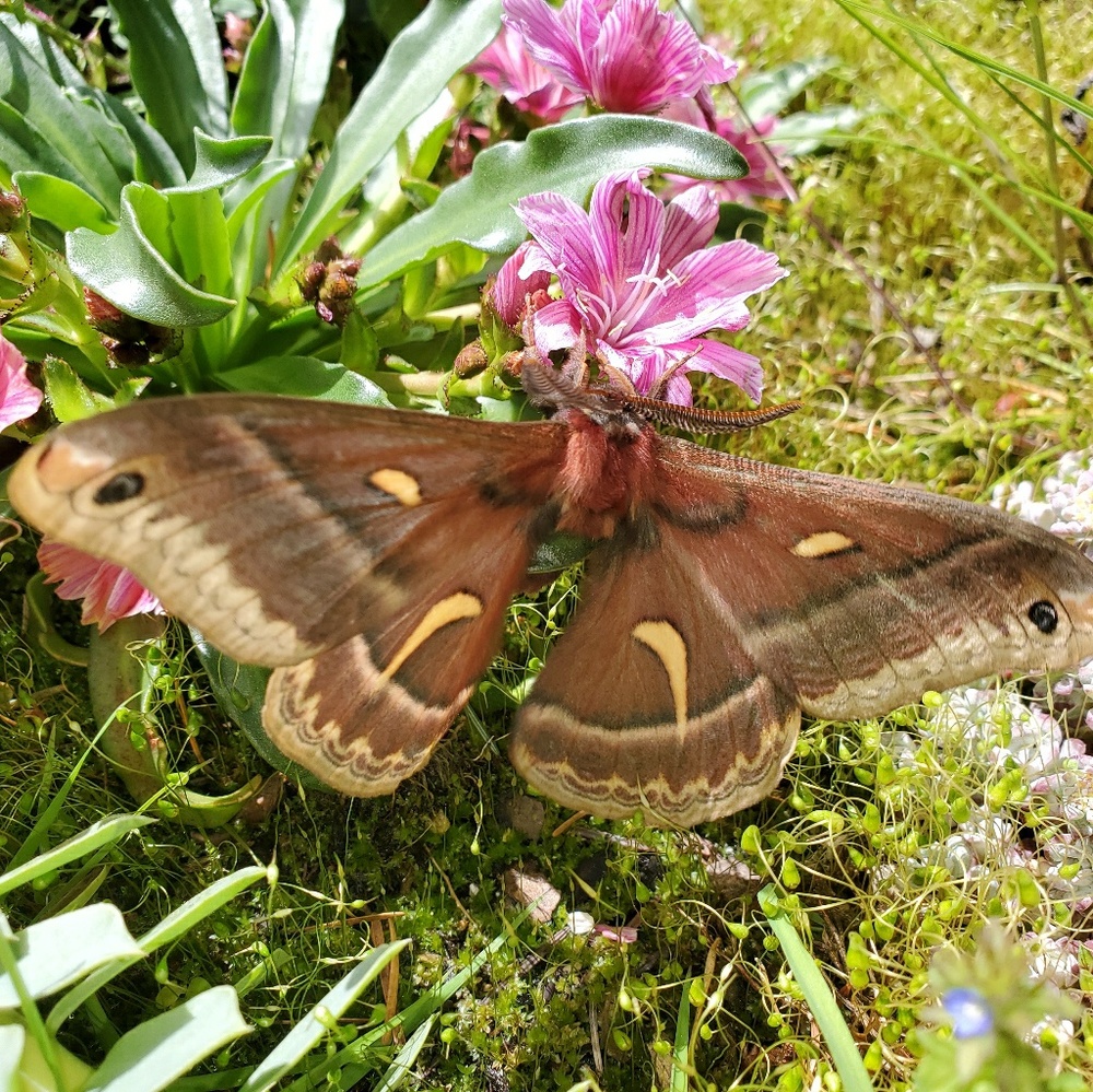 Meet your Posher, Crystal